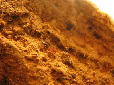 New cave-dwelling arachnids discovered in Brazil New cave-dwelling arachnids discovered in Brazil