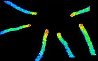 Sexual plant reproduction: Male and female talk  in the same way as do cells in your brain
