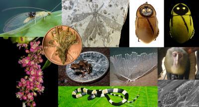 Scientists announce top 10 new species Scientists announce top 10 new species