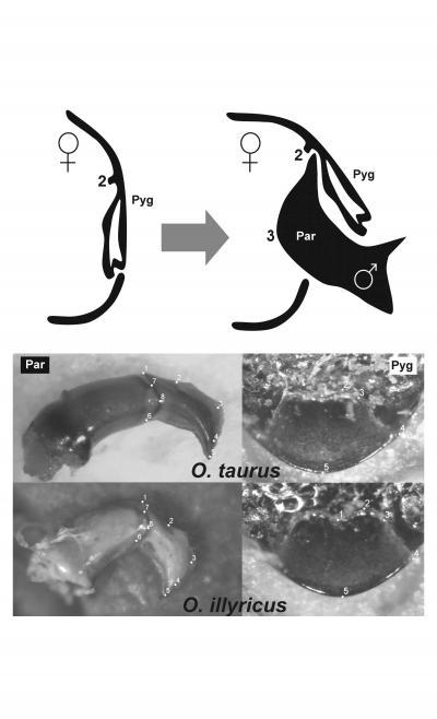 Shape, fit of reproductive organs evolve quickly and in concert, leaving size behind