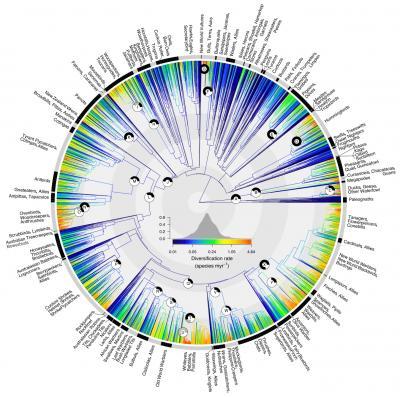 First ever family tree for all living birds reveals evolution and diversification First ever family tree for all living birds reveals evolution and diversification