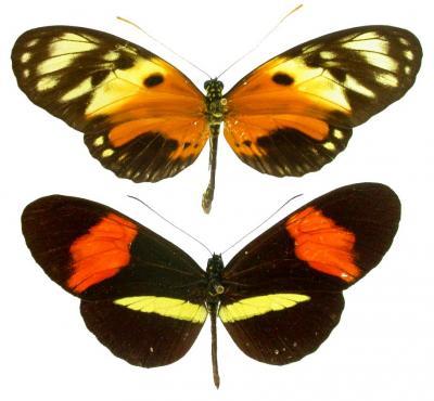 Biological fitness trumps other traits in mating game Biological fitness trumps other traits in mating game