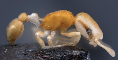 The pirate ant: A new species from the Philippines with a bizarre pigmentation pattern The pirate ant: A new species from the Philippines with a bizarre pigmentation pattern