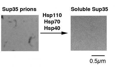 Penn study describes molecular machinery that pulls apart protein clumps