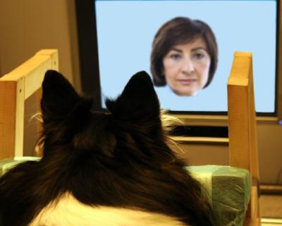 Dogs recognize familiar faces from images Dogs recognize familiar faces from images