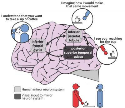 Brain mapping confirms patients with schizophrenia have impaired ability to imitate Brain mapping confirms patients with schizophrenia have impaired ability to imitate