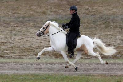 A single gene has a major impact on gaits in horses and in mice A single gene has a major impact on gaits in horses and in mice