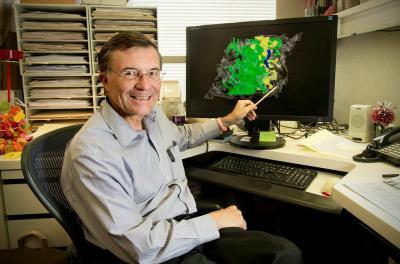 Memory relies on astrocytes, the brain's lesser known cells Memory relies on astrocytes, the brain's lesser known cells