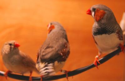 What songbirds tell us about how we learn What songbirds tell us about how we learn