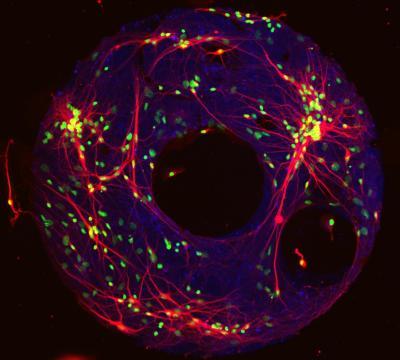Pitt team recreates brain cell networks with new view of activity behind memory formation Pitt team recreates brain cell networks with new view of activity behind memory formation