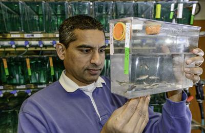 Research of zebrafish neurons may lead to understanding of birth defects like spina bifida Research of zebrafish neurons may lead to understanding of birth defects like spina bifida