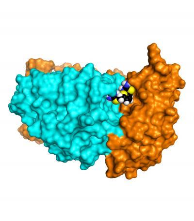 'Chaperone' compounds offer new approach to Alzheimer's treatment 'Chaperone' compounds offer new approach to Alzheimer's treatment