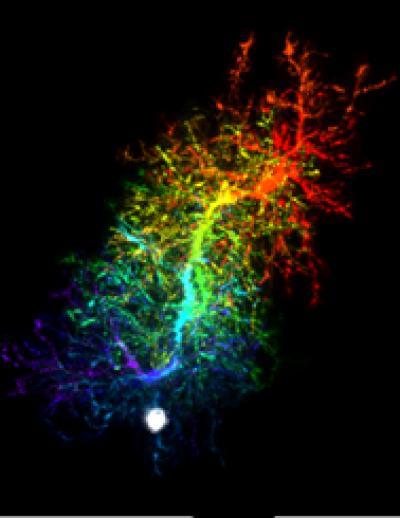 Researchers discover dynamic behavior of progenitor cells in brain Researchers discover dynamic behavior of progenitor cells in brain