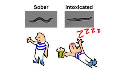 Mutation stops worms from getting drunk Mutation stops worms from getting drunk