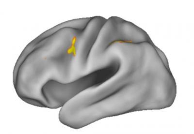 Study reveals workings of working memory Study reveals workings of working memory