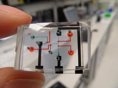 Scientists develop worm EEG to test the effects of drugs Scientists develop worm EEG to test the effects of drugs