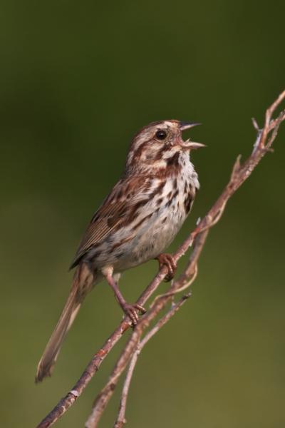 Bird's playlist could signal mental strengths and weaknesses Bird's playlist could signal mental strengths and weaknesses
