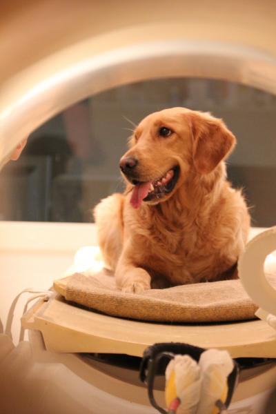 Human and dog brains both have dedicated 'voice areas' Human and dog brains both have dedicated 'voice areas'