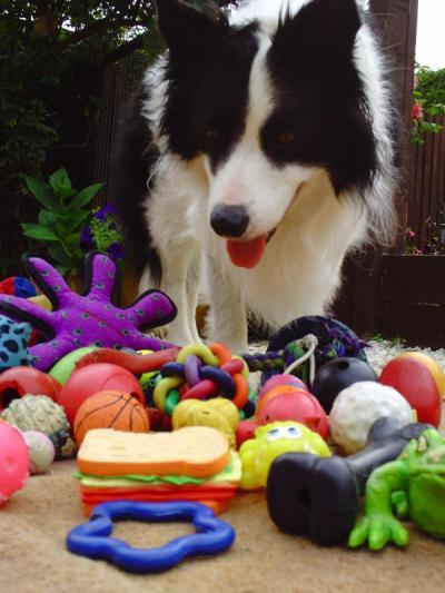 Call that a ball? Dogs learn to associate words with objects differently than humans do Call that a ball? Dogs learn to associate words with objects differently than humans do