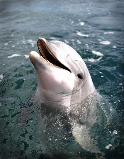 Dolphins can remain alert for up to 15 days at a time with no sign of fatigue Dolphins can remain alert for up to 15 days at a time with no sign of fatigue