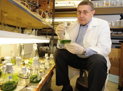 Iowa State University scientists genetically increase algae biomass by more than 50 percent Iowa State University scientists genetically increase algae biomass by more than 50 percent