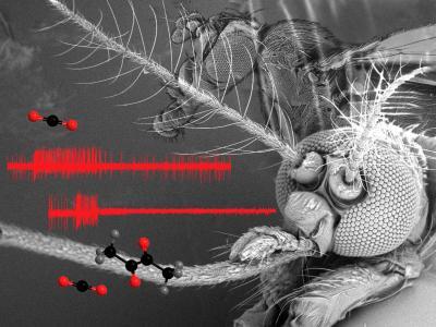 New findings by UCR scientists hold big promise for fight against mosquito-borne diseases New findings by UCR scientists hold big promise for fight against mosquito-borne diseases