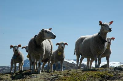 Seeing the wood for the trees: New study shows sheep in tree-ring records Seeing the wood for the trees: New study shows sheep in tree-ring records