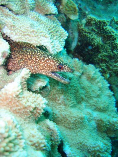 US residents say Hawaii's coral reef ecosystems worth $33.57 billion per year US residents say Hawaii's coral reef ecosystems worth $33.57 billion per year