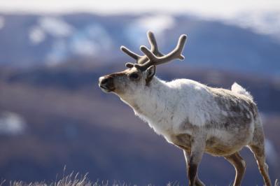 Climate change effect on plant communities is buffered by large herbivores, new research suggests