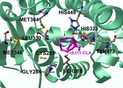 Researchers discover novel therapy for Crohn's disease