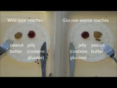 Bittersweet: Bait-averse cockroaches shudder at sugar Bittersweet: Bait-averse cockroaches shudder at sugar
