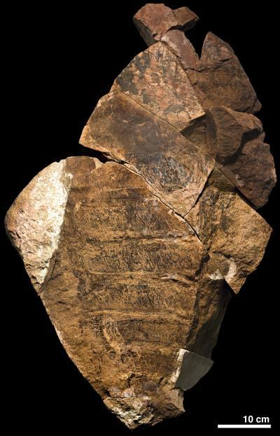 Scientists discover fossil of giant ancient sea predator Scientists discover fossil of giant ancient sea predator