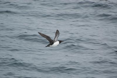 Bering Sea study finds prey density more important to predators than biomass Bering Sea study finds prey density more important to predators than biomass