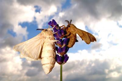 Captive breeding for thousands of years has impaired olfactory functions in silkmoths Captive breeding for thousands of years has impaired olfactory functions in silkmoths
