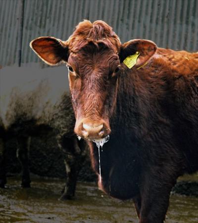 A world free of 1 of the most virulent animal diseases? A world free of 1 of the most virulent animal diseases?