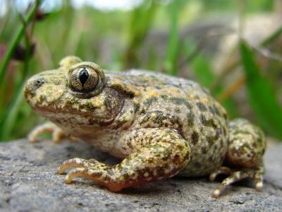 Traffic harms Asturian amphibians Traffic harms Asturian amphibians