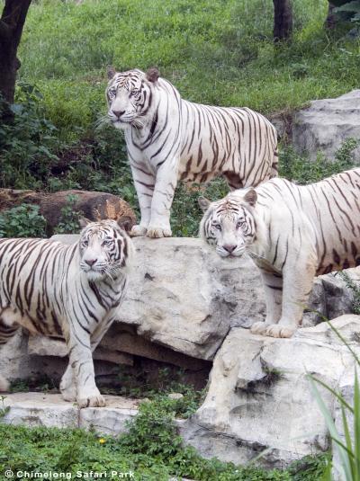 White tiger mystery solved White tiger mystery solved