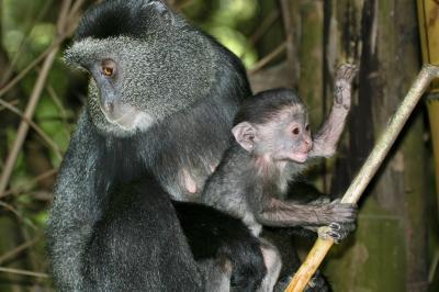 More omnivore dilemmas: Seasonal diet changes can cause reproductive stress in primates More omnivore dilemmas: Seasonal diet changes can cause reproductive stress in primates