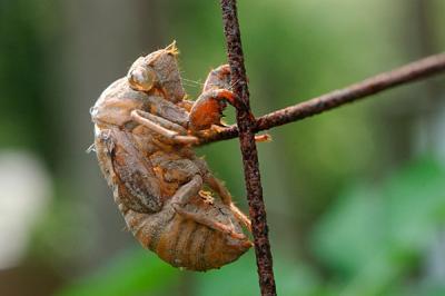For treatment of vocal fold disorders, UD researchers look to insect protein