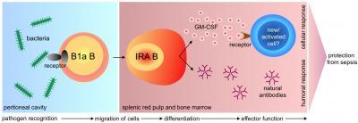 Newly identified type of immune cell may be important protector against sepsis