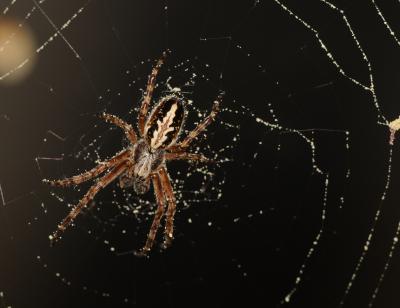 Spiders partial to a side order of pollen with their flies Spiders partial to a side order of pollen with their flies