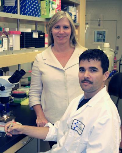 Scripps Research scientists identify new class of antimalarial compounds Scripps Research scientists identify new class of antimalarial compounds
