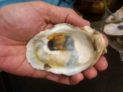 Scientists find higher concentrations of heavy metals in post-oil spill oysters from Gulf of Mexico
