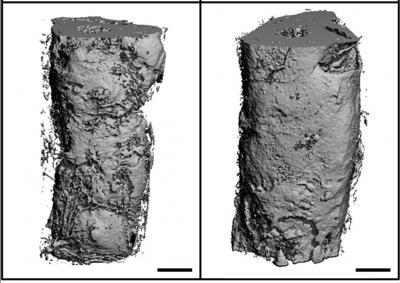 Mechanical stress can help or hinder wound healing depending on time of application Mechanical stress can help or hinder wound healing depending on time of application