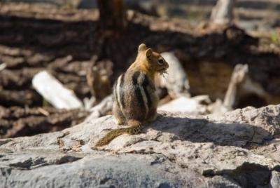 New study traces the evolutionary history of what mammals eat New study traces the evolutionary history of what mammals eat