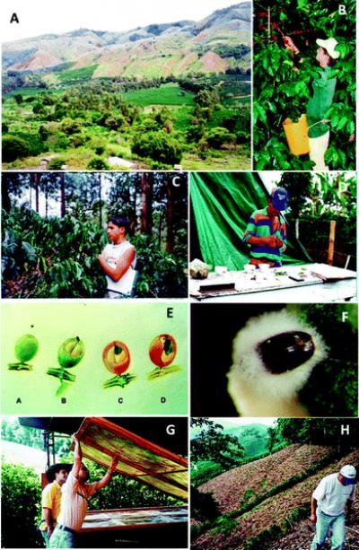 An integrated pest management program for coffee berry borer in Colombia