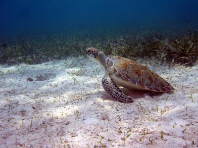 Marine Protected Areas are keeping turtles safe Marine Protected Areas are keeping turtles safe