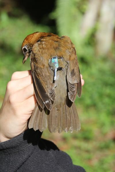 York University researchers use bird 'backpacks' to put wood thrushes migration on the map York University researchers use bird 'backpacks' to put wood thrushes migration on the map