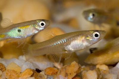 Research shows male guppies reproduce even after death Research shows male guppies reproduce even after death