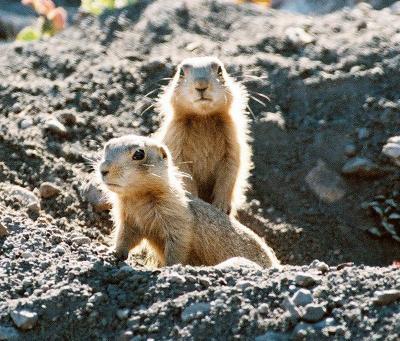 Social network research may boost prairie dog conservation efforts Social network research may boost prairie dog conservation efforts